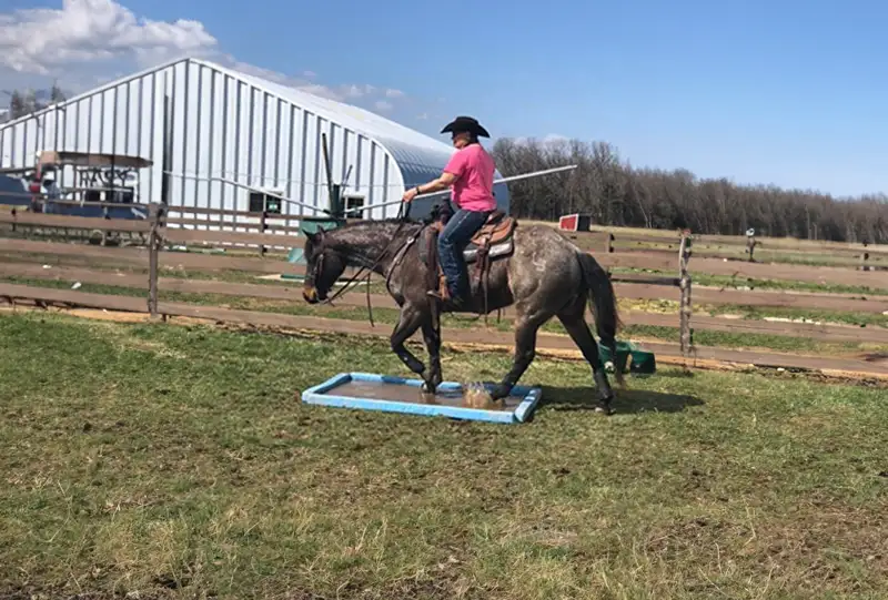 Steel Horse Barn farmer horse riding